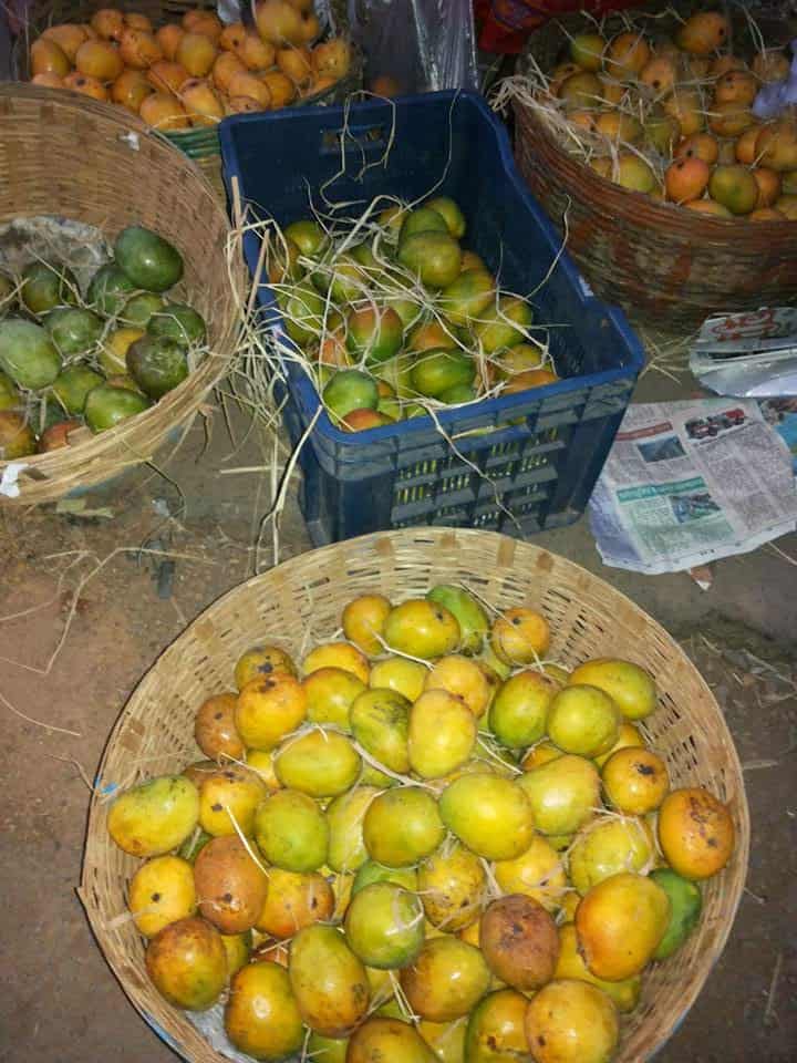 Mangoes in Goa