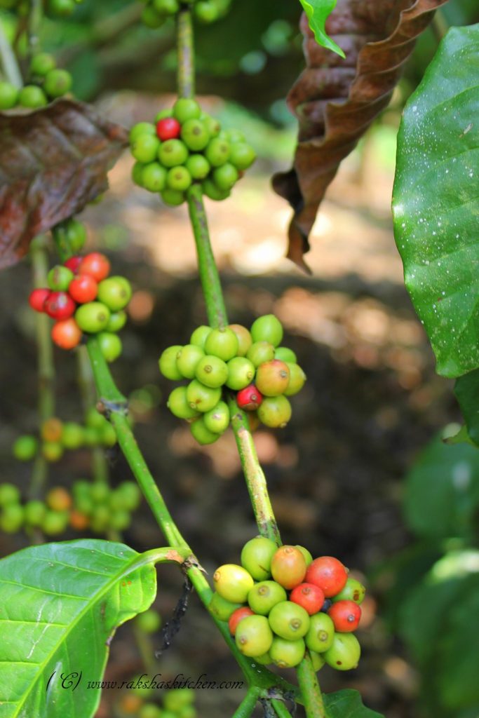 Coffee Cherries