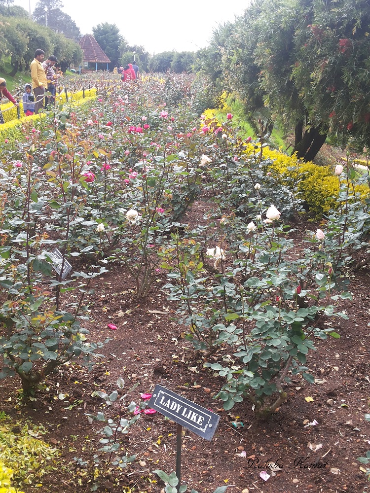 Ooty rose garden